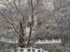 -藏山旅游风景区