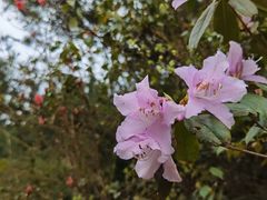 -中海·庐山西海君澜度假酒店·味屿全日制餐厅