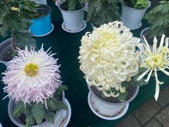 -上海共青森林公园