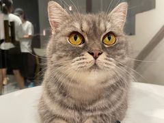 -猫儿山۰猫主题餐厅