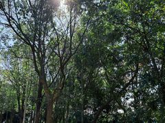 -凤岗南门山森林公园