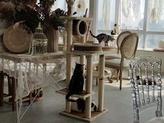 -共舞时光猫咖·狗咖(新街口店)