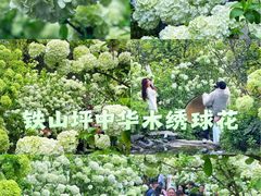 -铁山坪森林公园