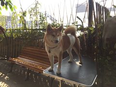 -柴犬高等学院·狗咖·柴犬售卖·宠物训练
