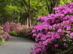 -上海滨江森林公园