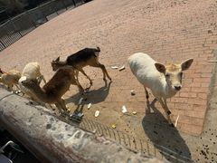 -无锡动物园·太湖欢乐园