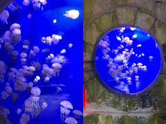 -迪拜水族馆及水下动物园