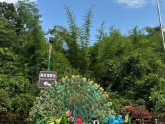 -西双版纳原始森林公园