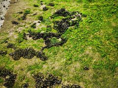 -日照灯塔风景区