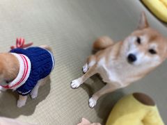 -逗柴咖啡屋·狗咖猫咖宠物桌游