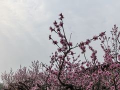 -中国天府农业博览园