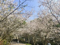 -南山植物园