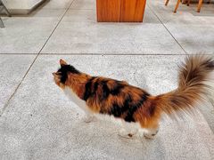 -玫瑰咖啡(中山六路店)