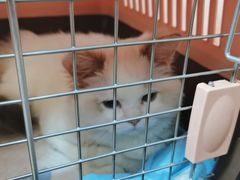 -瑞派天宁宠物医院·猫科·异宠中心