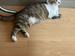 -北京观赏动物医院·24小时大型综合·猫专科·异宠专科