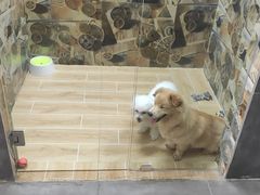 -宠物之家Pets Home 宠物寄养酒店