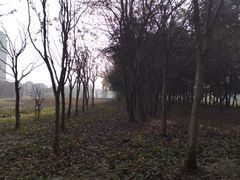 -昆山城市生态森林公园