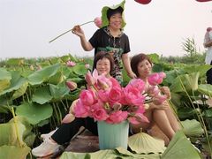 -白洋淀景区
