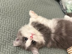 -momokira米努特·德文卷毛猫·棉花面纱犬