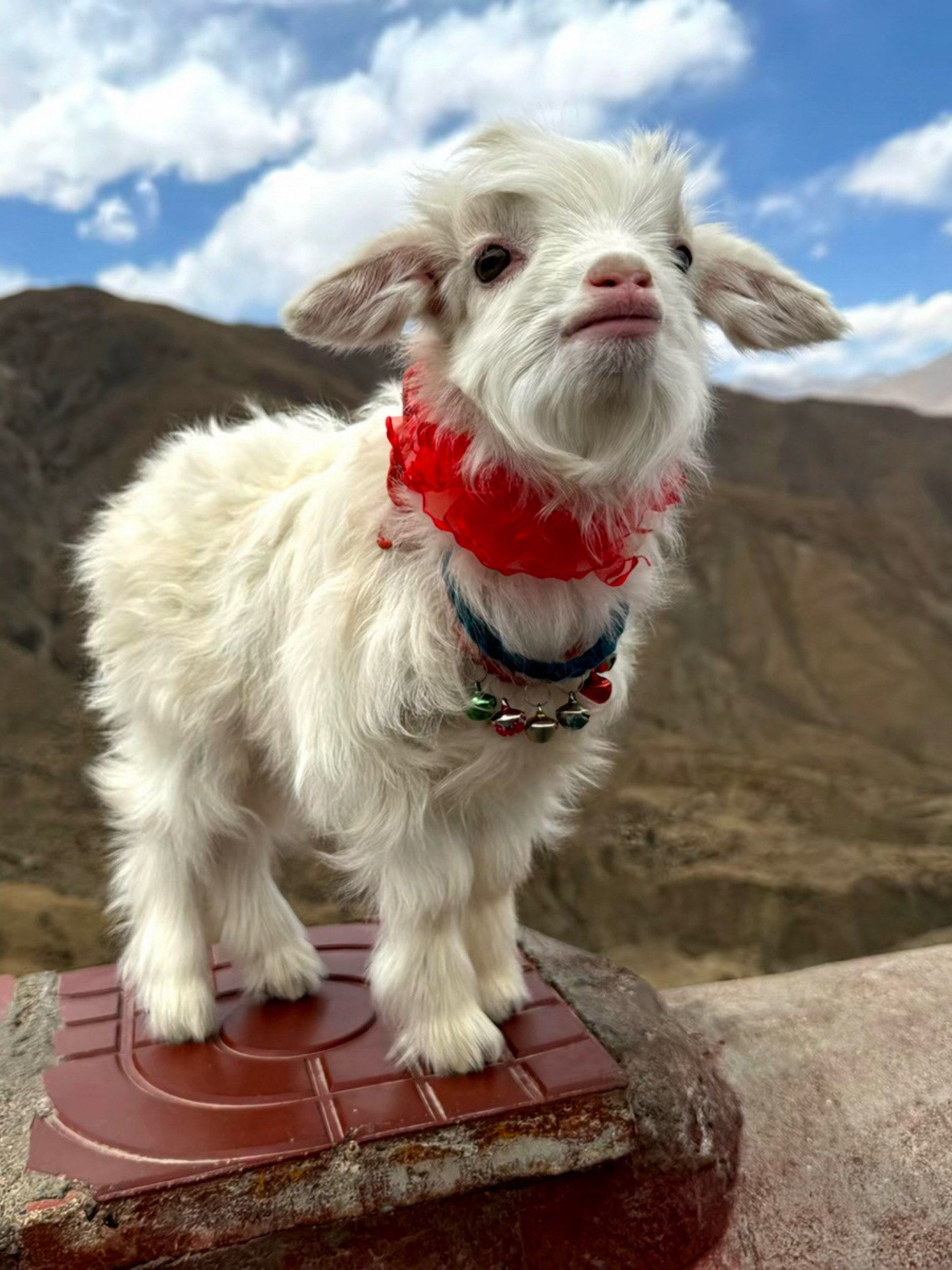 这么可爱的小羊你愿意花30元合照吗?