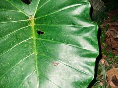 -中国科学院西双版纳热带植物园