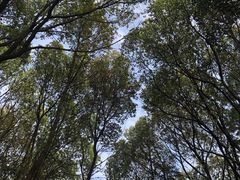 -昆山城市生态森林公园