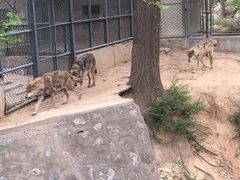 -石家庄市动物园