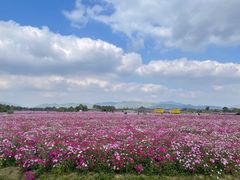 -径山花海