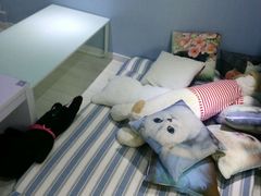 -喵的天空名猫咖啡馆·撸猫·猫舍·用品