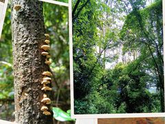 -火炉山森林公园