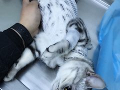 -康乐宝动物医院