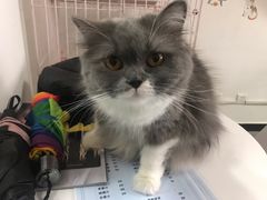 -我爱猫咪·猫咖·狗咖·安哥拉兔·羊驼咖(小寨华旗店)