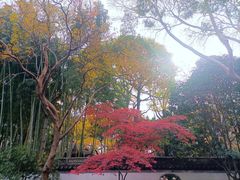 -秋霞圃