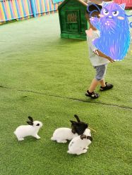 -萌宠亲子动物乐园(槐房万达店)