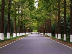 -黄海国家森林公园