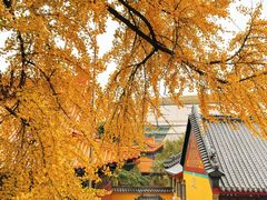 -宝通禅寺