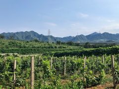 -北京张裕爱斐堡酒庄