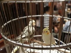 -香园茶社·金陵小灶(老门东店)