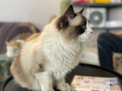 -喵屿·大理花园猫咖