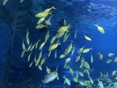 -太平洋海底世界