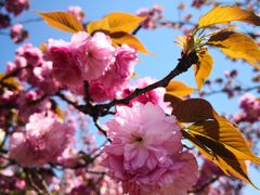 -高东镇樱花园