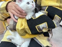 -帕帕拉兹宠物(亚洲旗舰店)