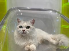 -有猫儿腻咖啡厅.猫咖