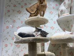 -猫小院猫主题餐厅(三里屯店)