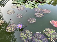 -国家植物园南园