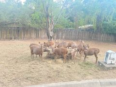 -清迈夜间动物园