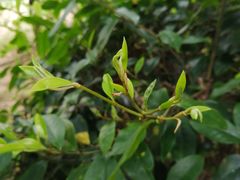 -天适樱花悠乐园