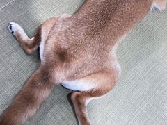 -逗柴咖啡屋·狗咖猫咖宠物桌游