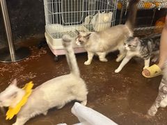 -猫猫幼稚园·撸猫·桌游·电玩