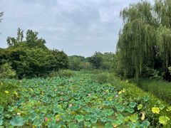 -昆山城市生态森林公园